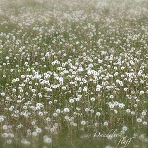 ハオルチア,タンポポ,タンポポ,ハオルチア 白雪絵巻,多肉植物の画像