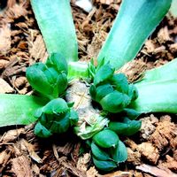 ハオルチア,ハオルチア オブツーサ,多肉植物,ハオルチア属,多肉大好きの画像