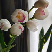 シンビジウム,シンビジウム,シンビジウム,ガーデニング,ボタニカルライフの画像