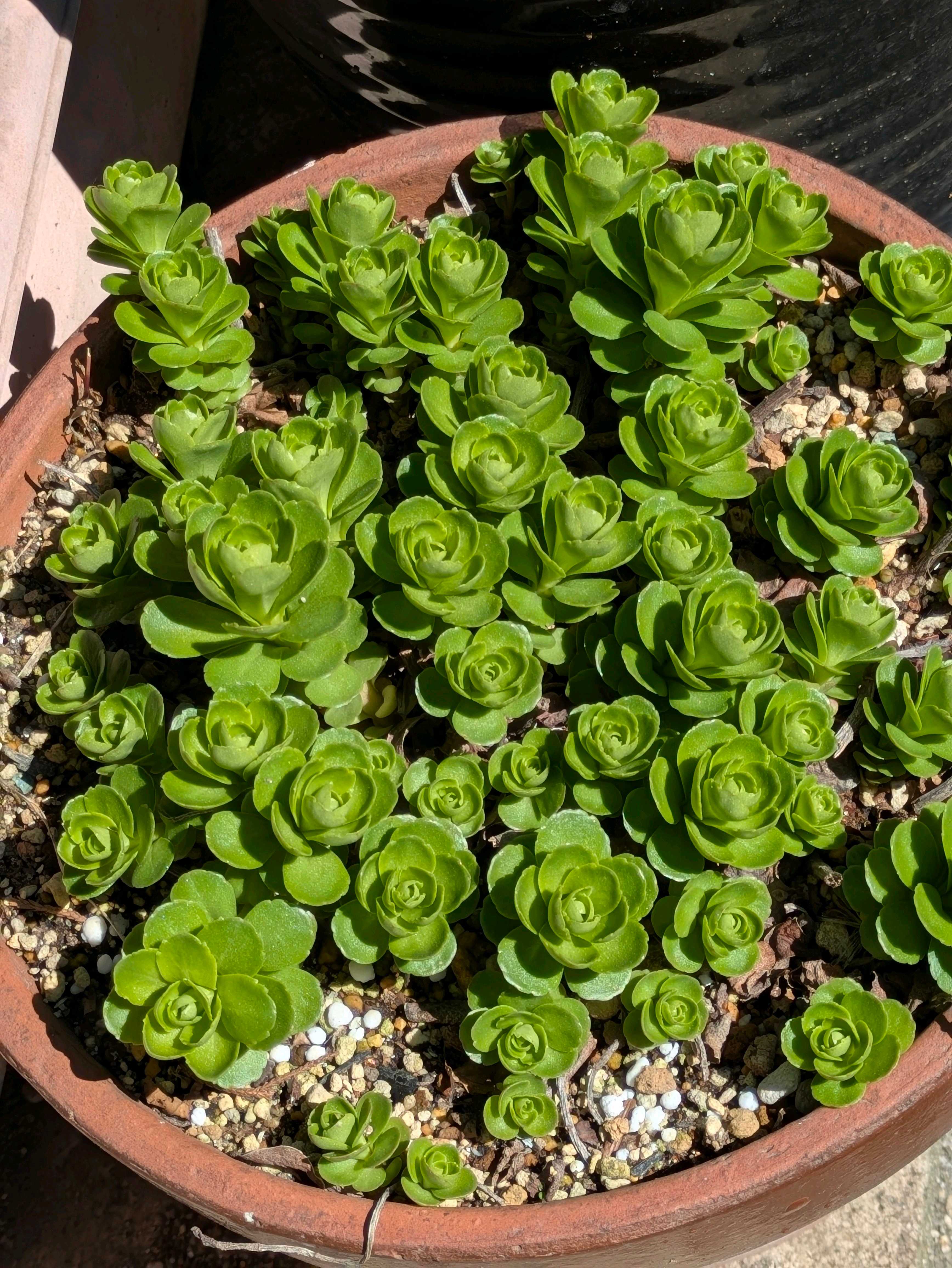 キリンソウ(麒麟草)の育て方｜植え付けや植え替えの時期は