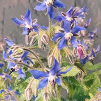 ボリジ,ボリジ,瑠璃苣（るりじさ）,ハーブ,ムラサキ科の画像