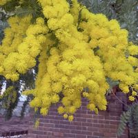 ミモザ,寒い,快晴☀️,阪急電車西向日駅周辺,冷え込みが強いの画像