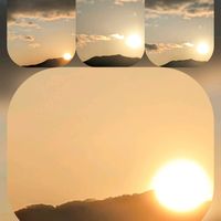 デージー,ビオラ,ミモザ,ミモザ,ｸﾘｻﾝｾﾏﾑ・ﾑﾙﾁｺｰﾚの画像