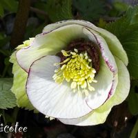 クリスマスローズ,可愛い,いつもありがとう♡,花のある暮らし,GSのみなさんに感謝♡の画像