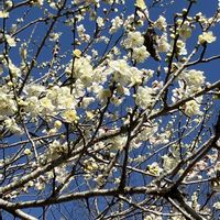 ハナモモ,ハナモモ,優しい気持ち,繋がりに感謝✨,今日も笑顔で♡の画像