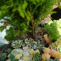 アトランティス,観葉植物,花,斑入り見つけ隊♪,ベランダの画像