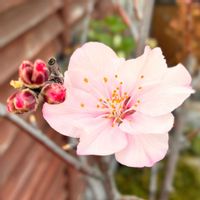 アーモンド,花のある暮らし,緑のある暮らし,開花宣言！,ベランダの画像