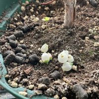 ブルーベリー,果樹の画像