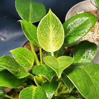 フィロデンドロン・バーキン,フィロデンドロン・バーキン,観葉植物,その他部屋の画像