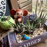 十二の巻,ガステリア リリプターナ(子亀姫),クリスマスローズ・セミダブル・インディアンレッド,開花,十二の日の画像