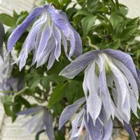 クレマチス　マクロペタラウェッセルトン,花のある暮らし,美しい花,大好きなクレマチス,広い庭の画像