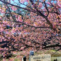 河津桜,花のある暮らし,さくら 桜 サクラ,繋がりに感謝✨,小松市木場潟公園の画像