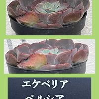 可愛い多肉ちゃん❤︎,花のある暮らし,新しい仲間,お花大好き♡,お散歩ちゃんキーホルダーの画像