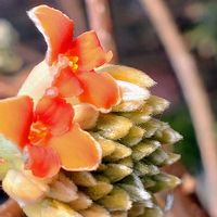 ジンチョウゲ,ミツマタ,沈丁花,ベニバナミツマタ,ガーデニングの画像