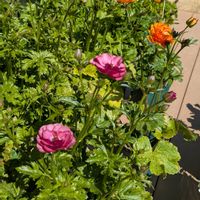 ラナンキュラスラックス,花のある暮らし,お花大好き♡,ガラティア,ラックス・ティバーの画像