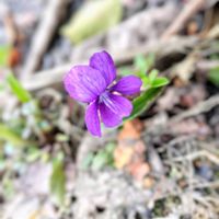 スミレの画像
