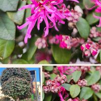 トキワマンサク,ベニバナトキワマンサク,チーム千葉✿︎,木曜日は木,秘密の花園♡の画像