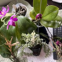 コチョウラン,コチョウラン,胡蝶蘭,胡蝶蘭,ブルボーサの画像