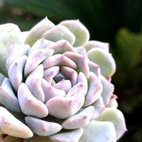 サラン,sarang,多肉植物,エケベリア属,多肉のある暮らしの画像