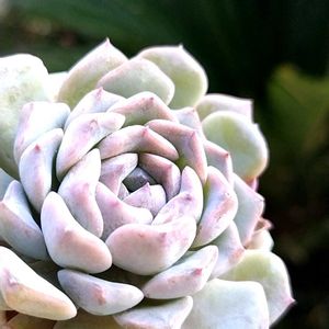 サラン,sarang,多肉植物,エケベリア属,多肉のある暮らしの画像