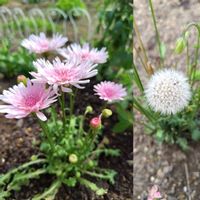 乙女心,タンポポ,桃色たんぽぽ（クレピス）,ガーデニング,ピンクの花の画像