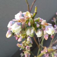 ブルーベリー,癒し…♡,鉢植えブルーベリー,ちょっとひと息,❤️癒されての画像