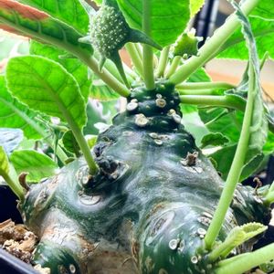 ドルステニア・フォエチダ,実生の画像