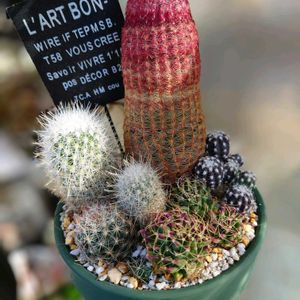 サボテン,紫太陽,多肉植物,多肉植物寄せ植え,普及種の画像