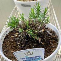 イングリッシュラベンダー,成長記録,ベランダの画像