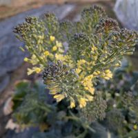 ブロッコリーの画像