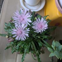 ストレプトカーパス,タンポポ ピンク,クレピスピンク,チーム愛知,Juneの会の画像