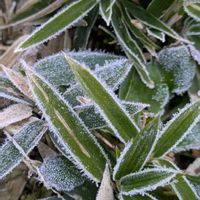 ノイバラ,サツキ,霜の朝,ササ,ヨモギの画像