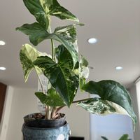 シンゴニウム,PR,三ツ星品質モニター,シンゴニウムモニターの画像