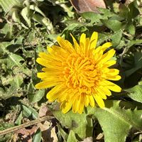 ラベンダー,たんぽぽの画像