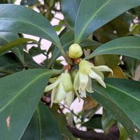 備忘録,しきみ,修二会,グリーンアクセサリー♪,植物美の画像