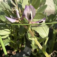 家庭菜園,ベランダの画像