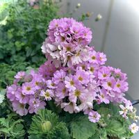 プリムラ,プリムラ マラコイデス,ピンクの花,花のある暮らし,ぎゅうぎゅうの画像