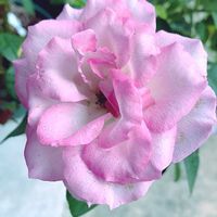 バラ,バラと夢CLUB,木曜モフモフ,チーム岐阜,ピンクワールドへ ようこその画像