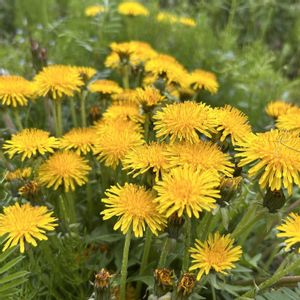 タンポポ,蒲公英（たんぽぽ）,手作りの庭,かわいい雑草,花のある暮らしの画像