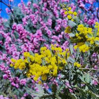 ハナモモ,ミモザ,木曜モフモフ,木曜日は木に咲く花,木曜日は桃色の画像