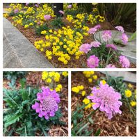 アリッサム,スカビオサ,ストレリチア,パークスガーデンの画像