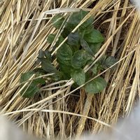 ジャガイモ,そら豆,キャベツ,ソラマメ,じゃがいも（きたあかり）の画像