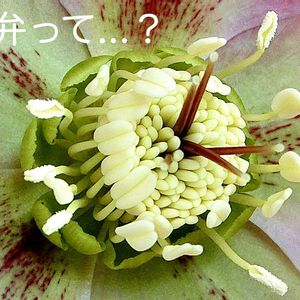 クリスマスローズ,鉢植え,花言葉,山野草,花のある暮らしの画像