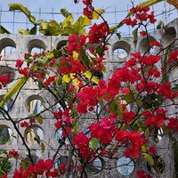 ブーゲンビリア,観葉植物,沖縄,亜熱帯・熱帯植物,四季の花の画像