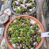 シコタンソウ,ハナミズキ,薄っすら雪,山野草,色の変化の画像