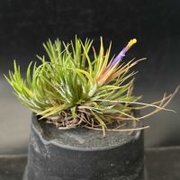 観葉植物,チランジア属,着生植物,珍奇植物,ティランジア属の画像