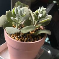 ミロッティーの画像