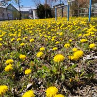 十二の巻,寒締め吾郎丸ほうれん草,冬越し成功,今日のお花,木曜モフモフの画像
