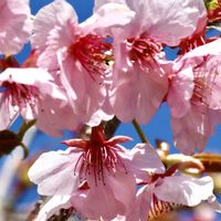 スイセン,マンサク,万両,河津桜,大分県の画像