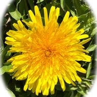 タンポポ,オニノゲシ,タネツケバナ,オランダミミナグサ,カラスノエンドウの画像